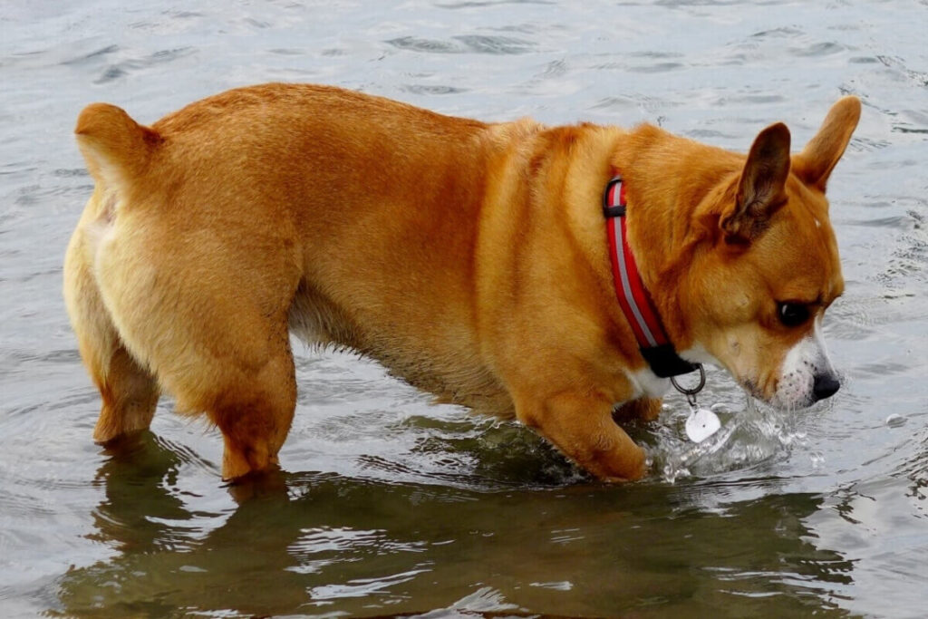 Bulldog Inglese Corgi