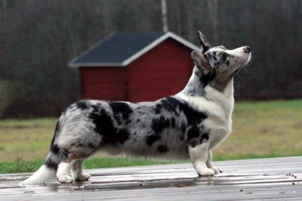 Pastore Australiano Corgi