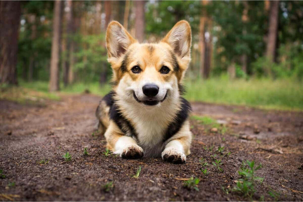 Pastore Tedesco Corgi
