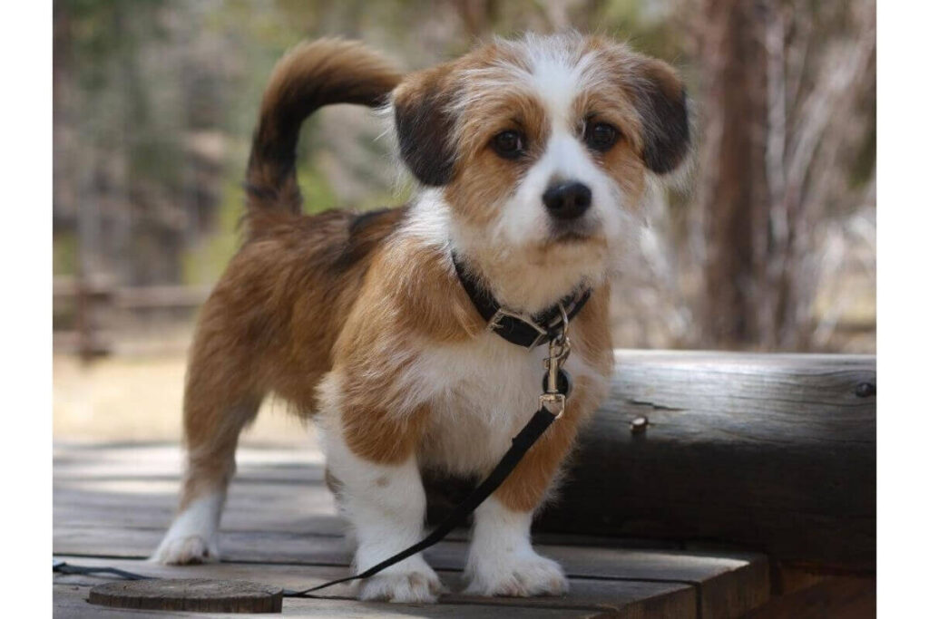 Shih Tzu Corgi