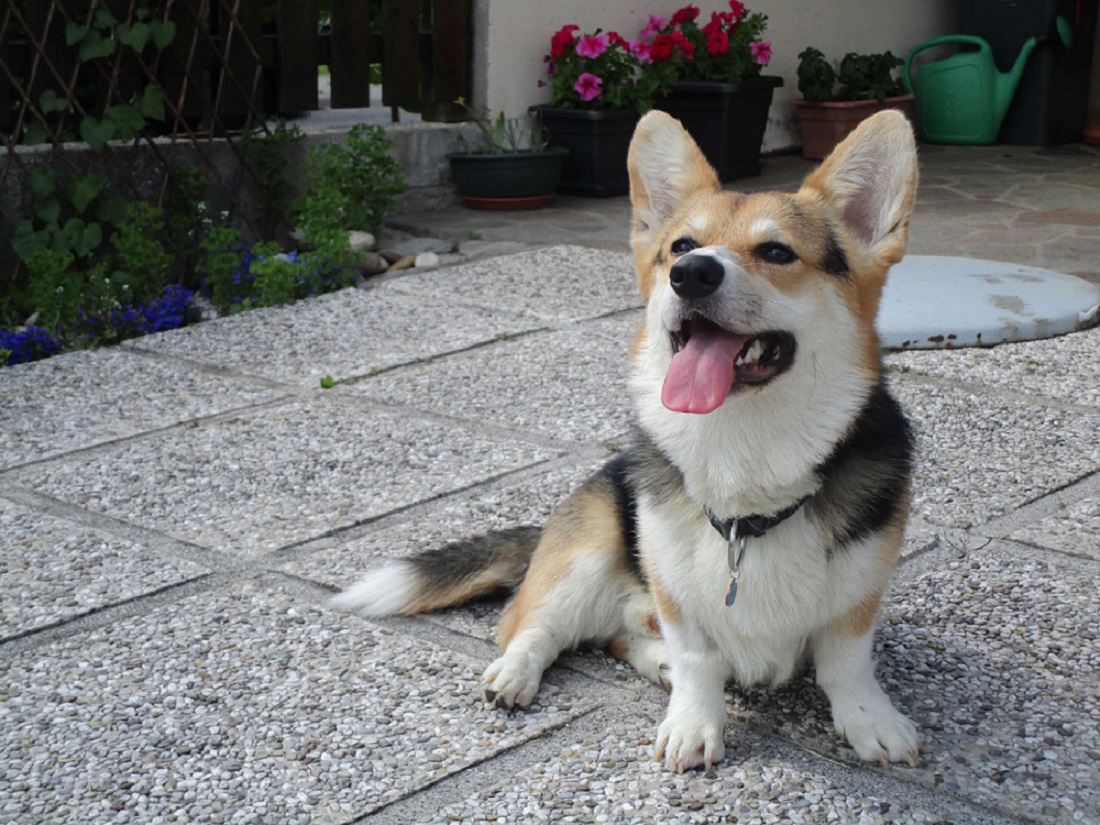 corgi mix