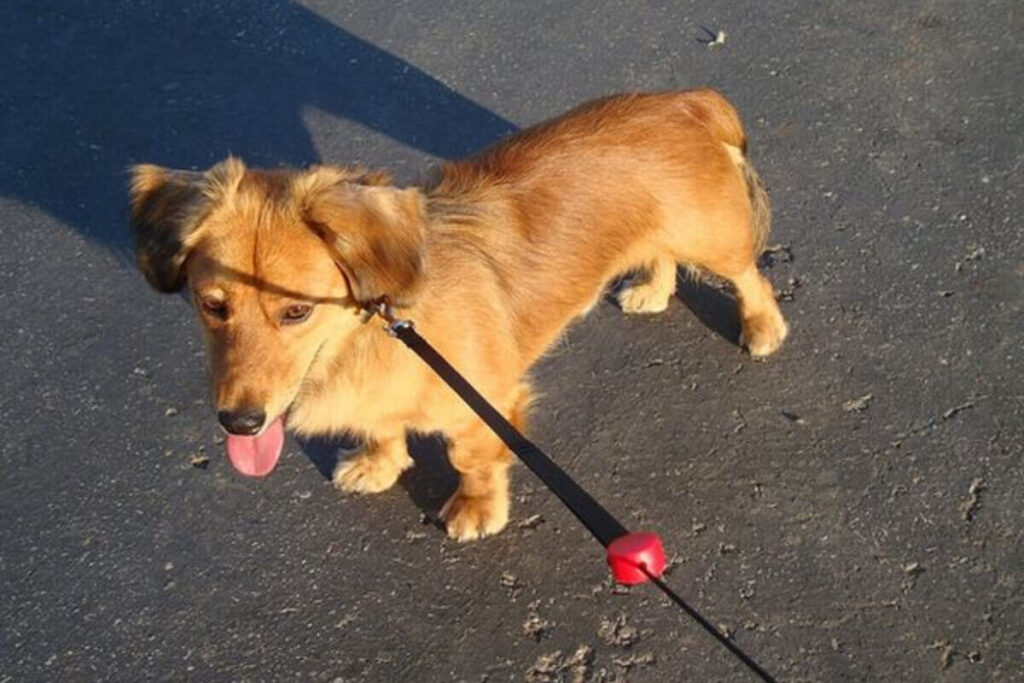dachshund corgi