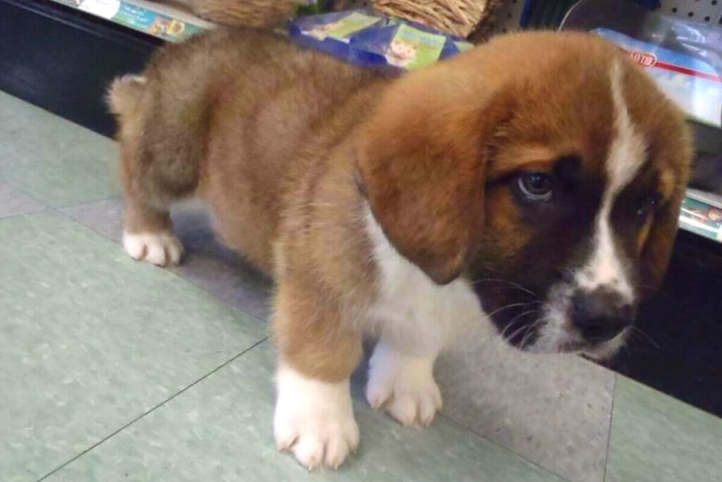 san bernardo corgi