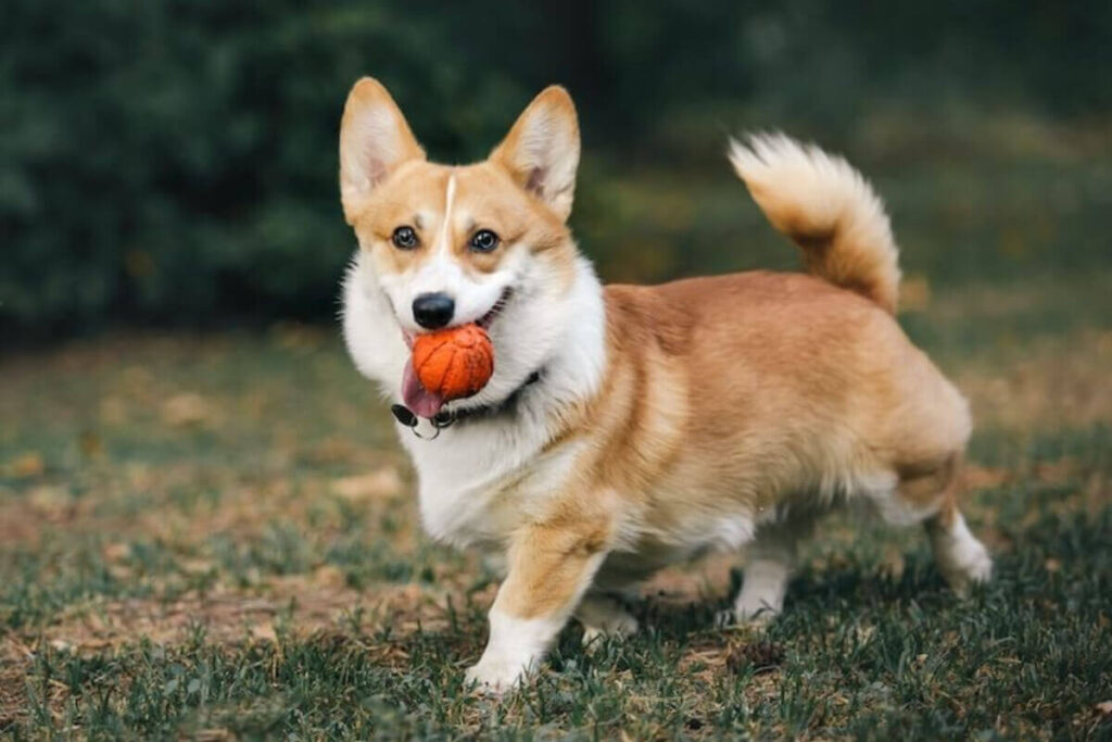 shiba inu corgi