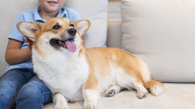 Corgi Gallese Carattere