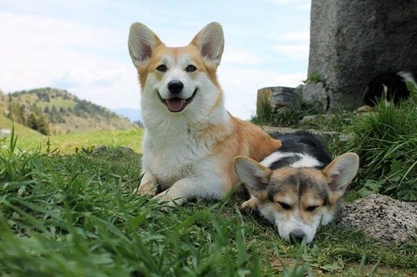 Corgi