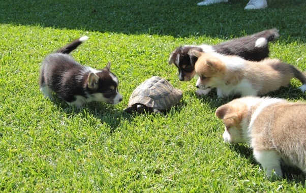 Welsh Corgi