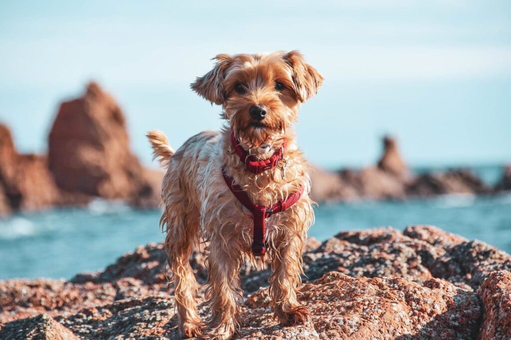 spiagge-per-cani-in-Italia