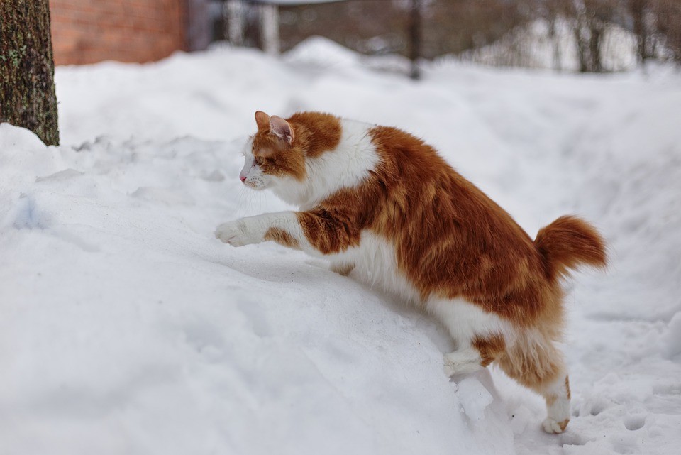 Bobtail-Americano