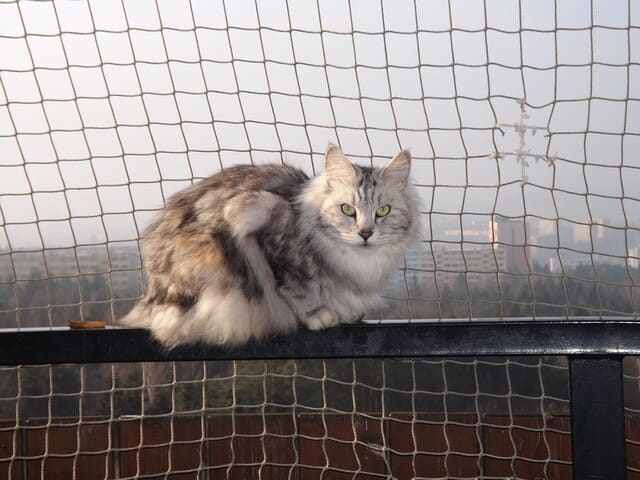 Storia-della-razza-bobtail-americano