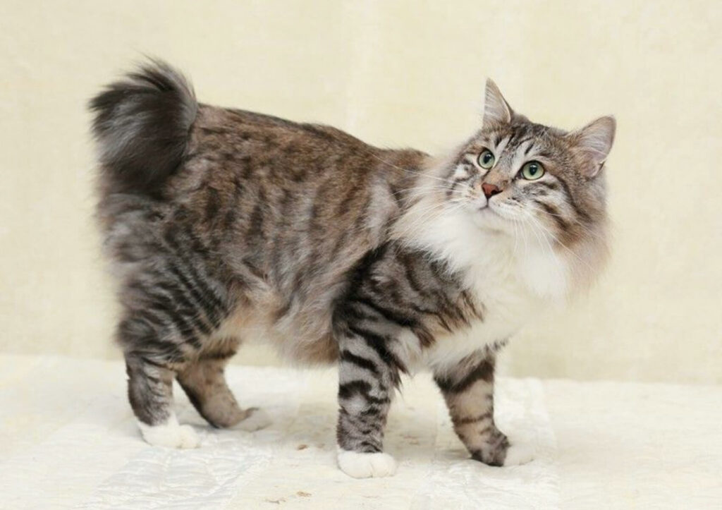 bobtail