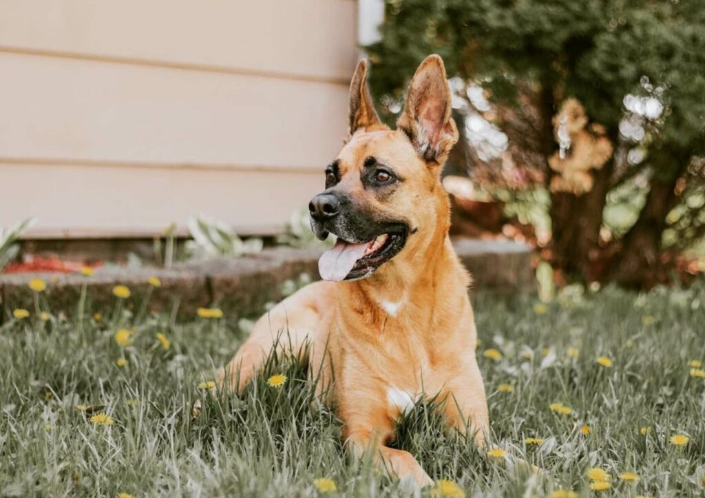 boxer-shepherd