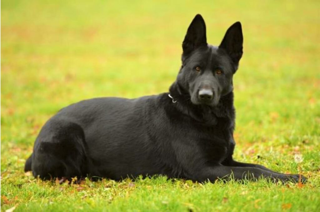 cane-pastore-dal-pelo-nero