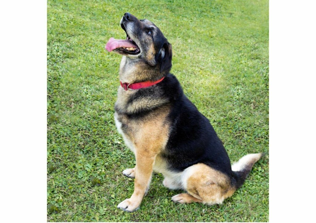 le-caratteristiche-fisiche-dello-sheprador