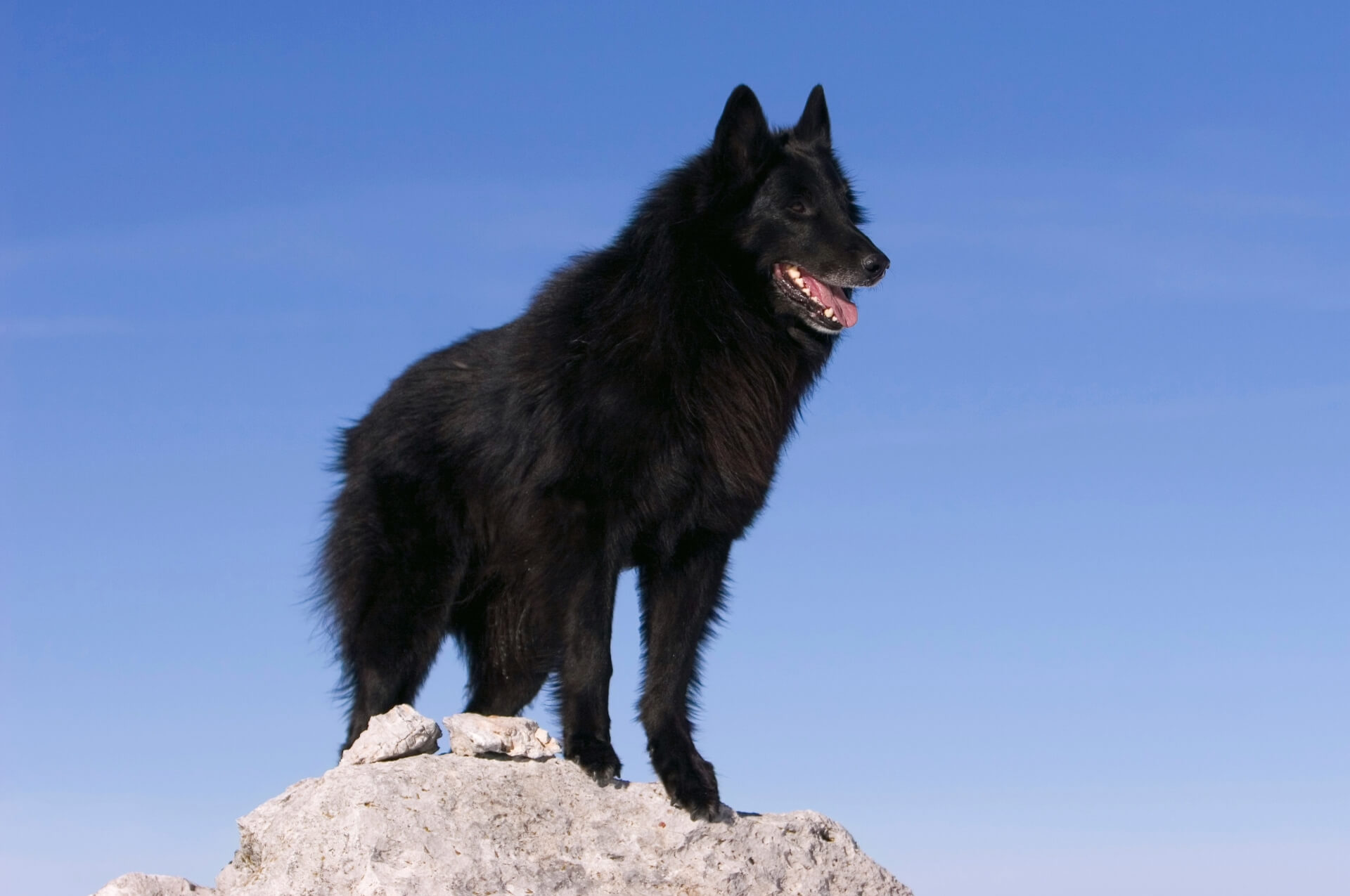 pastore-belga-groenendael
