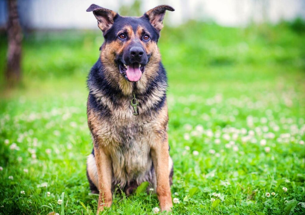 sheprador