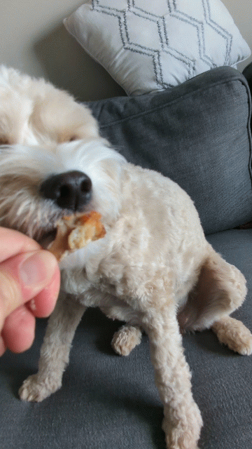 cane che mangia uno spuntino
