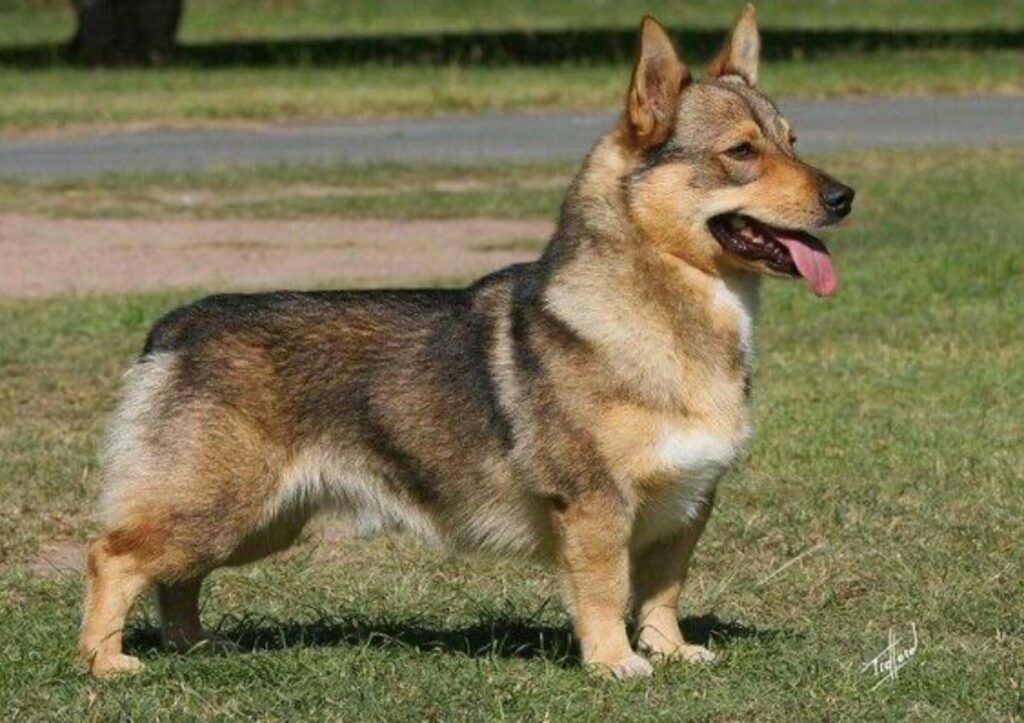 corman-shepherd