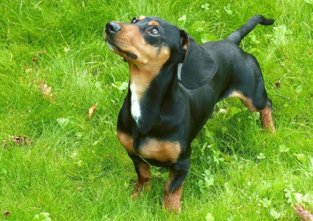 dachshund-shepherd