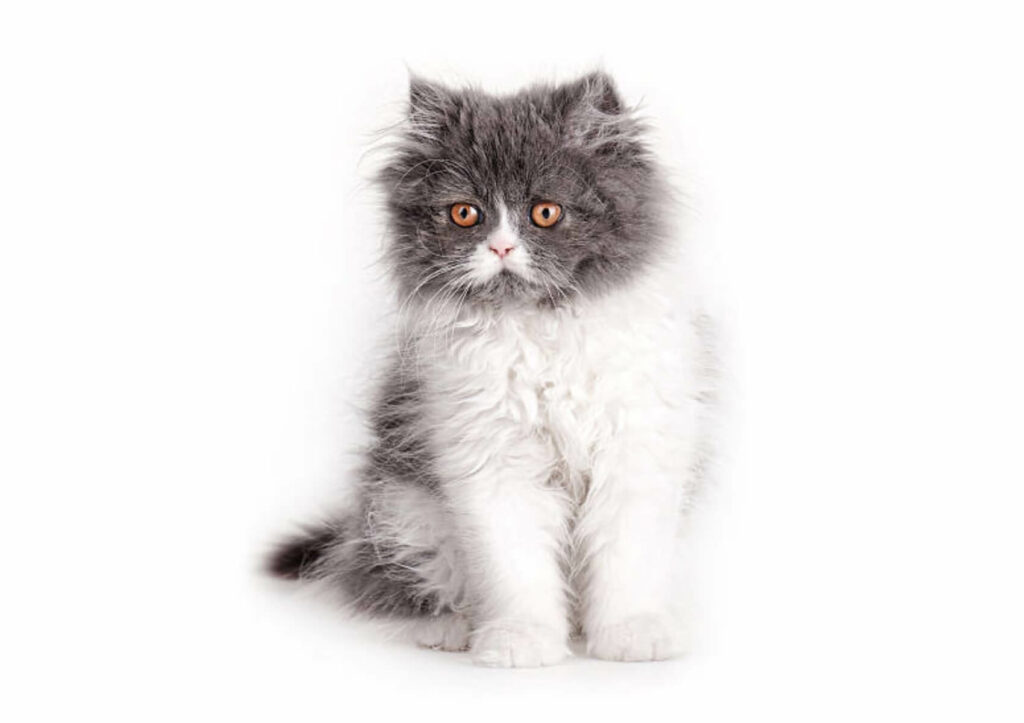 gatto-pecora