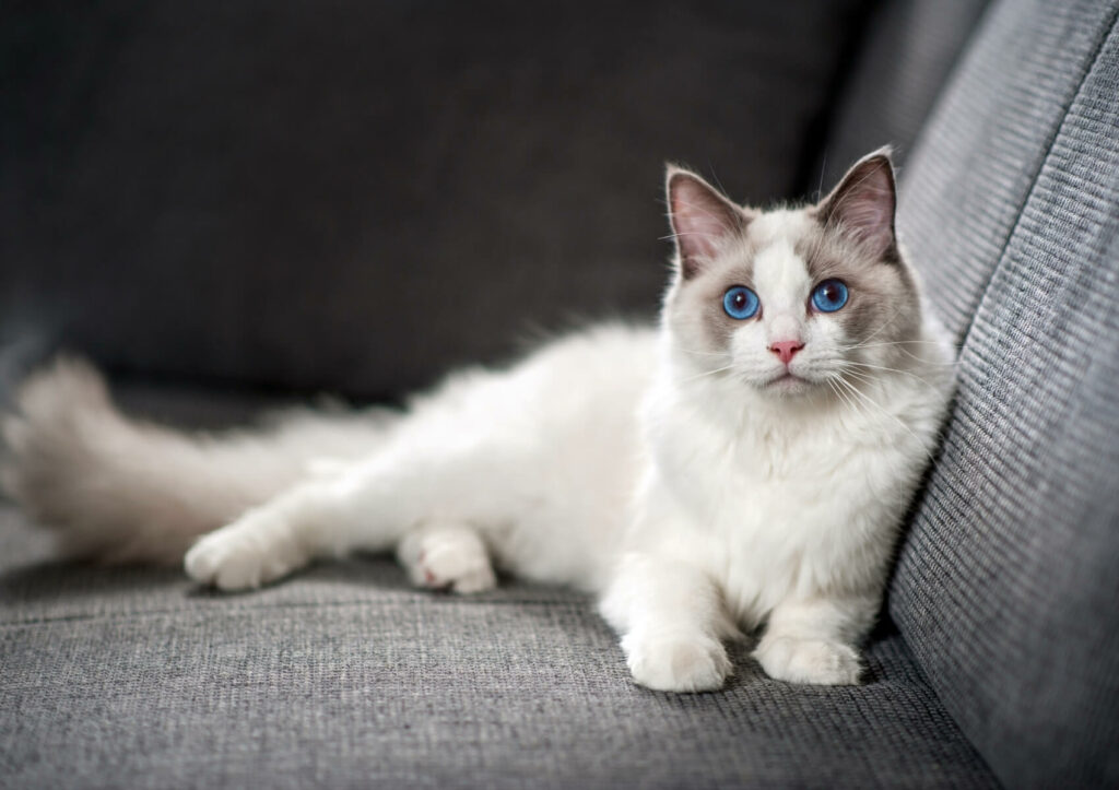 gatto-ragdoll