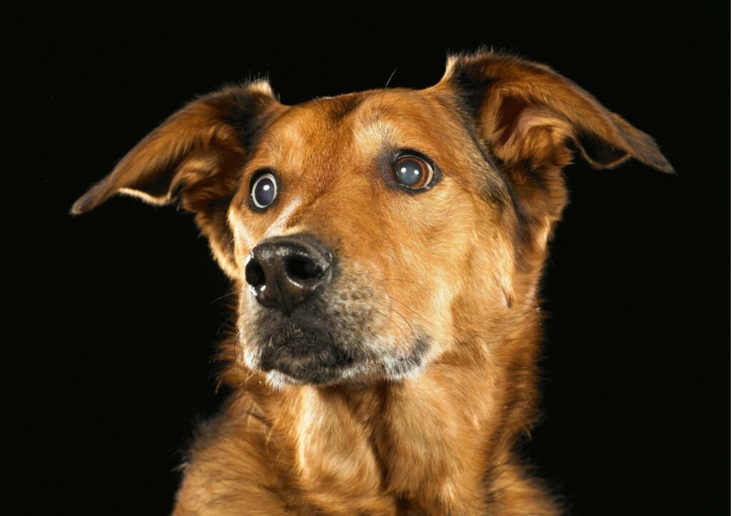 german-ridgeback