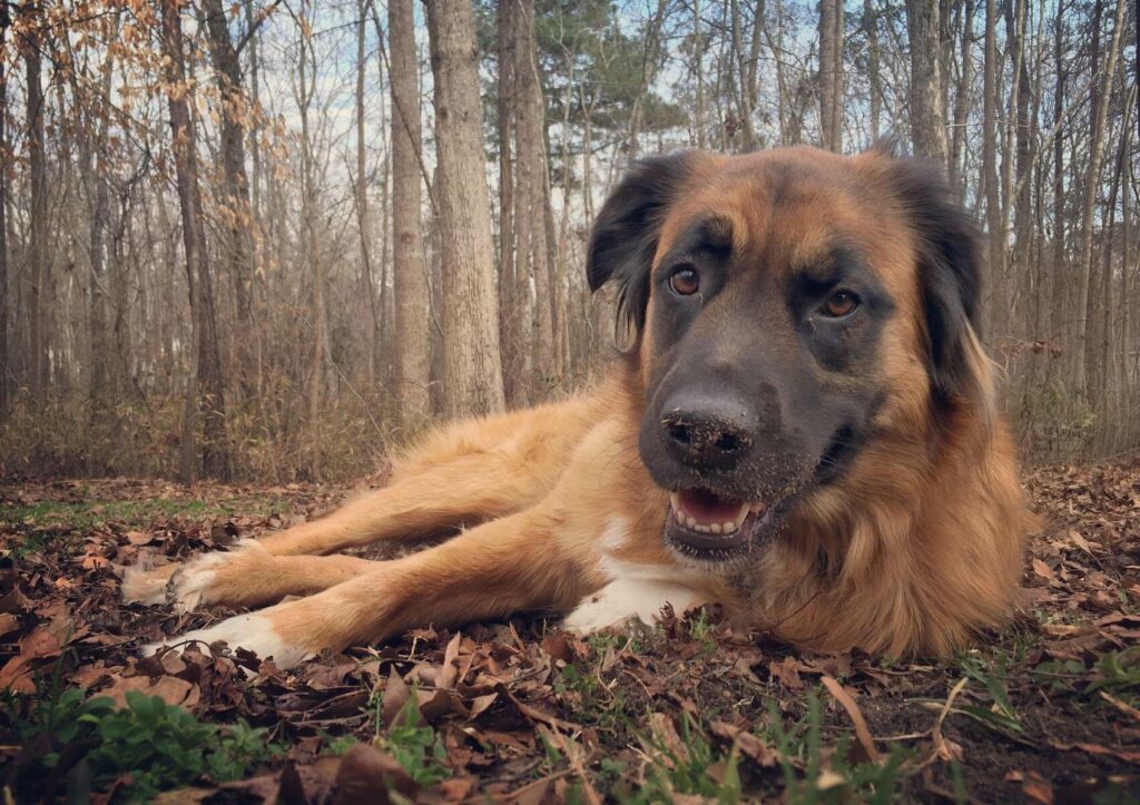 saint-shepherd
