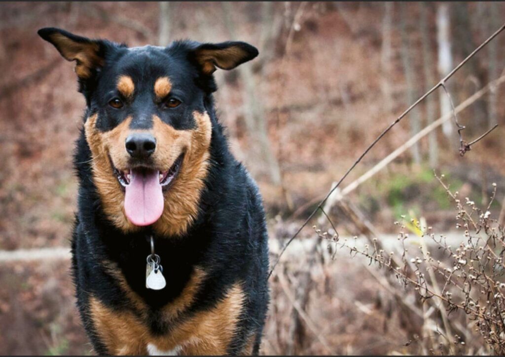 shepweiler