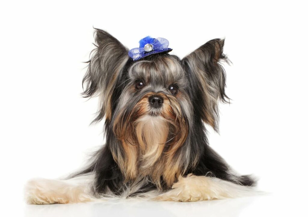 Biewer-Terrier