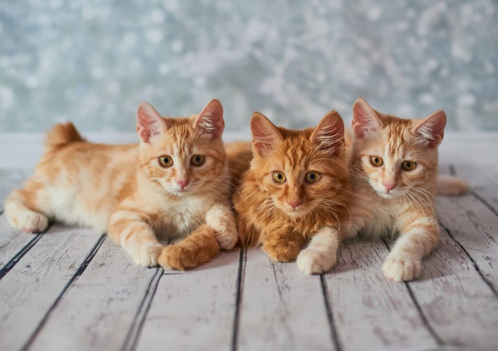 Bobtail Americano