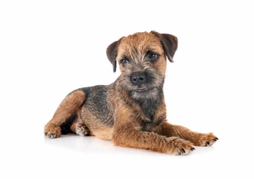 Border-Terrier