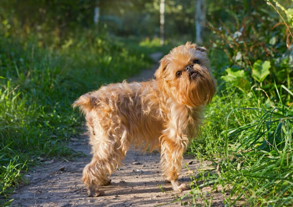 Brussels-Griffon