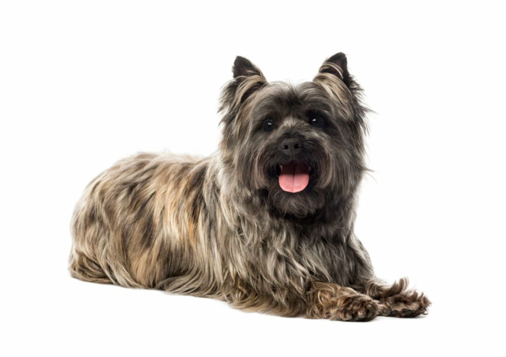 Cairn-Terrier