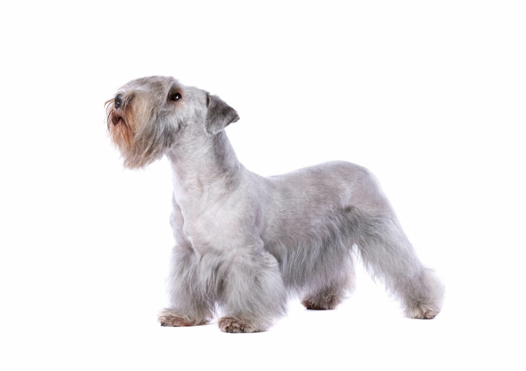 Cesky-Terrier