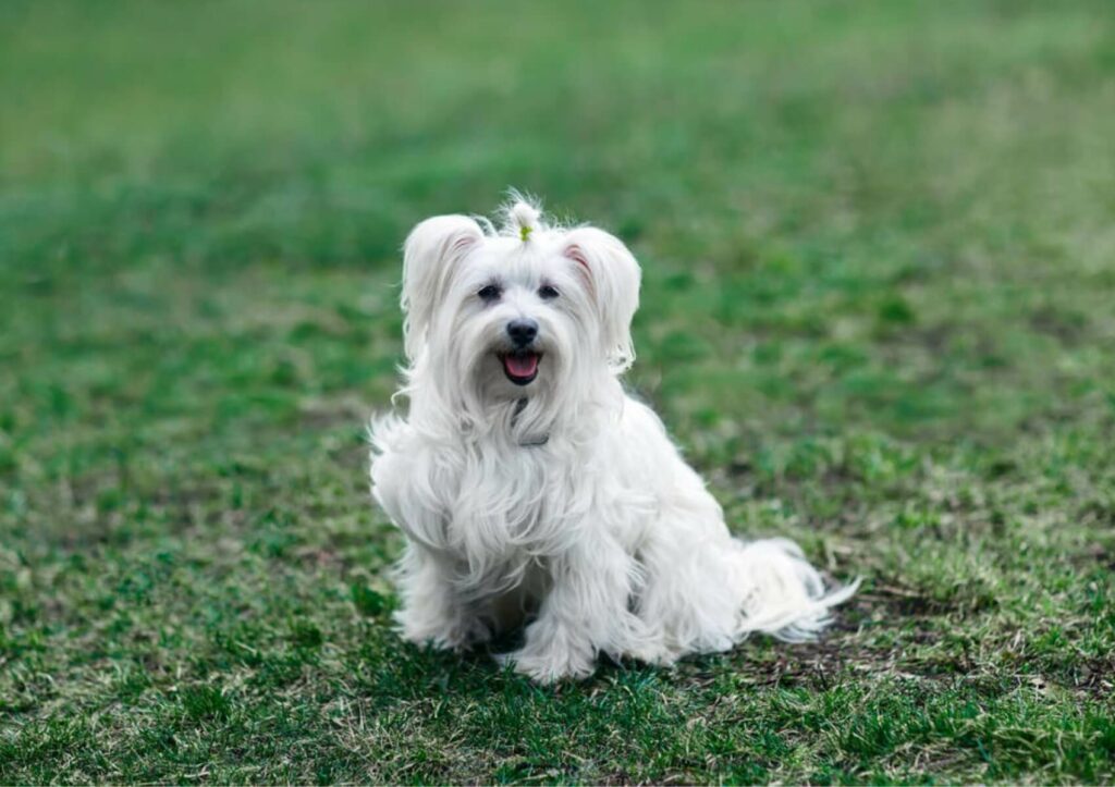 Coton-de-Tulear