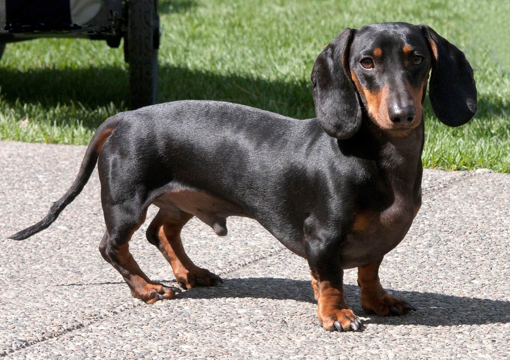 Dachshund Dachshund