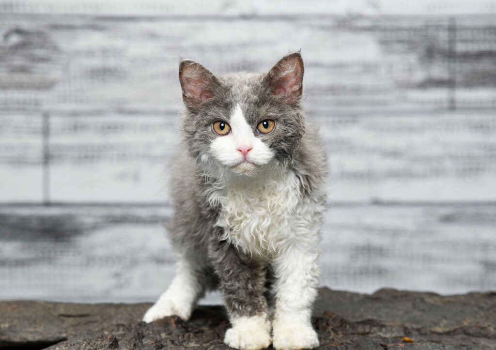 Gatto Selkirk Rex
