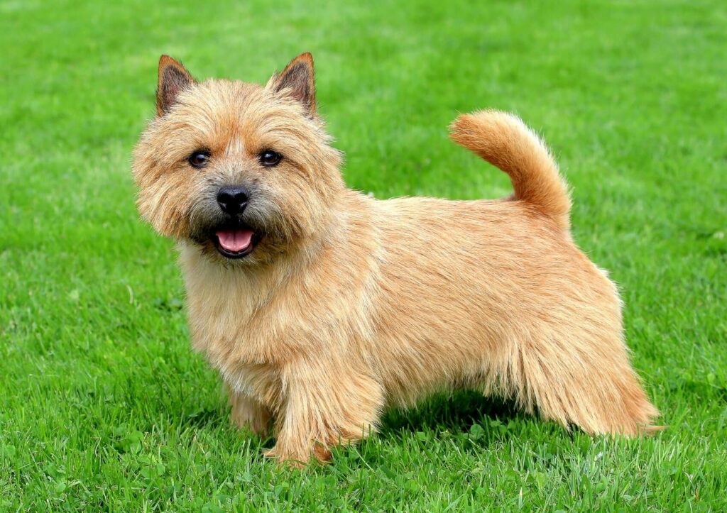 Norwich-Terrier