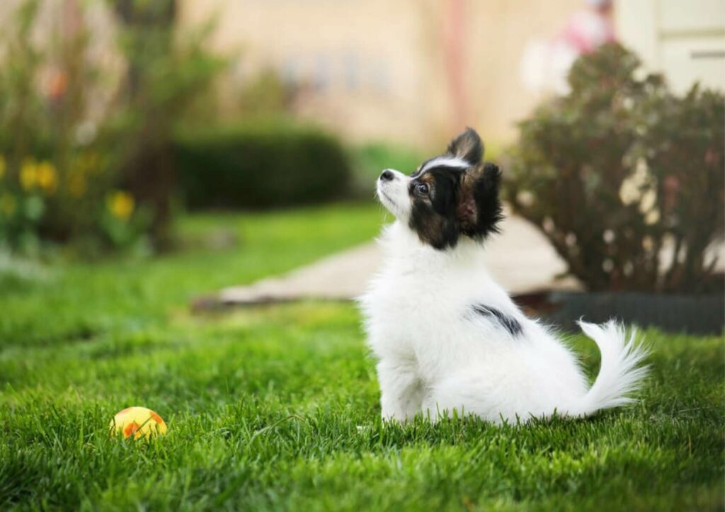 Papillon