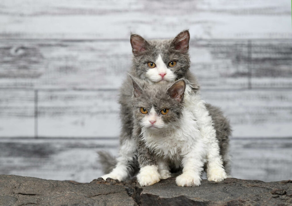 Selkirk rex prezzo