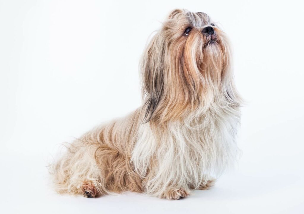 Shih-Tzu