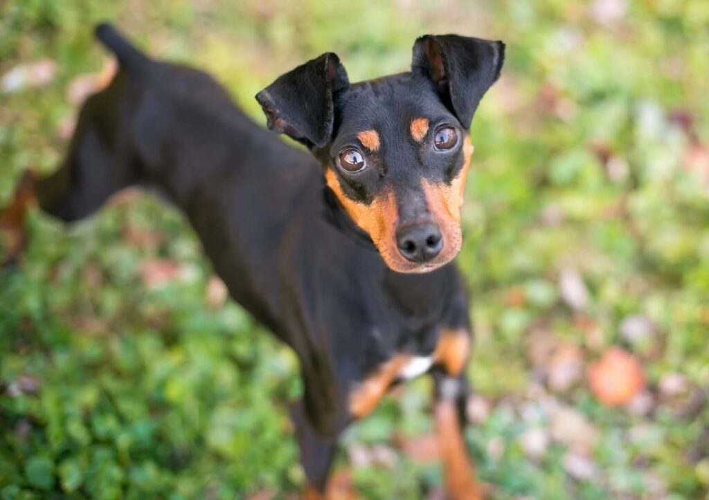 Toy-Manchester-Terrier