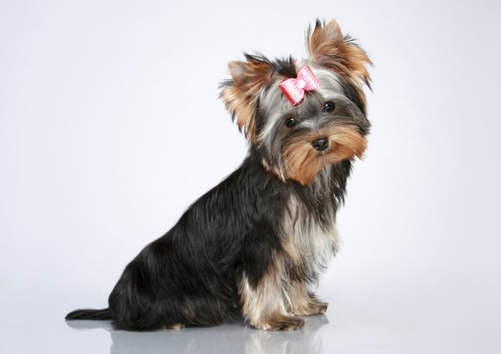 Yorkshire-Terrier