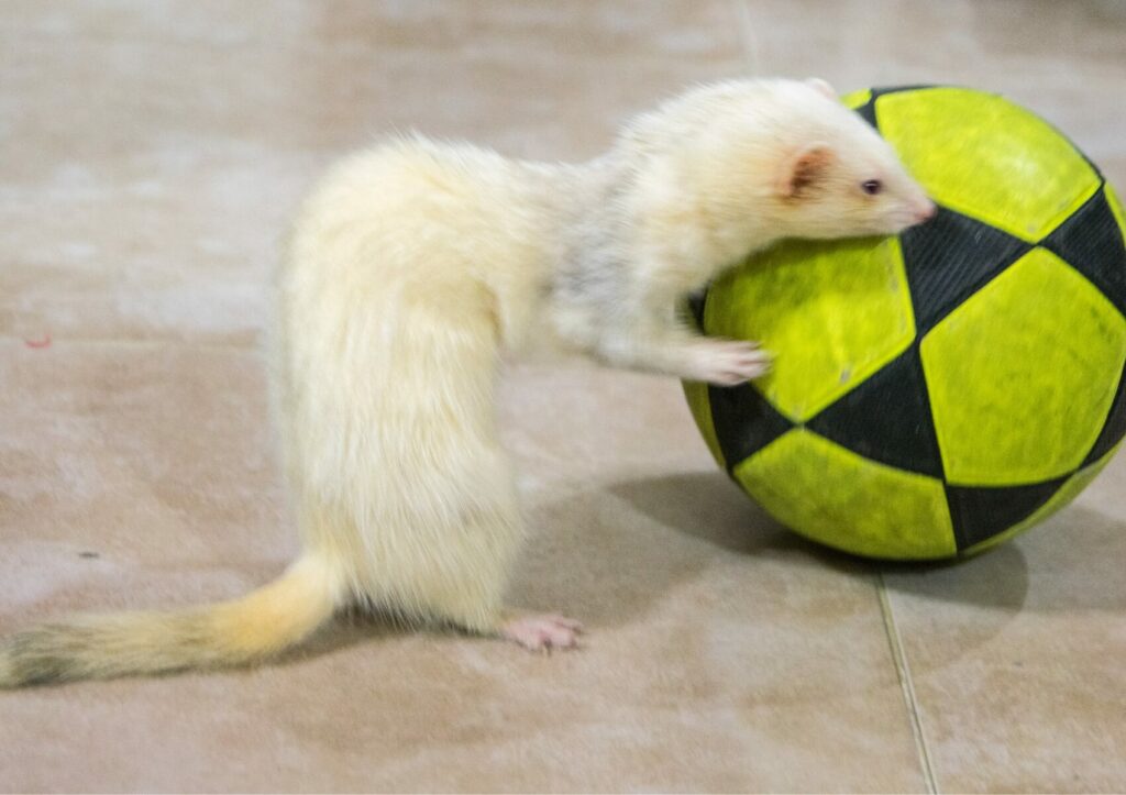 furetto bianco