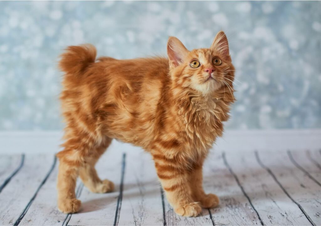 gatto Bobtail Americano