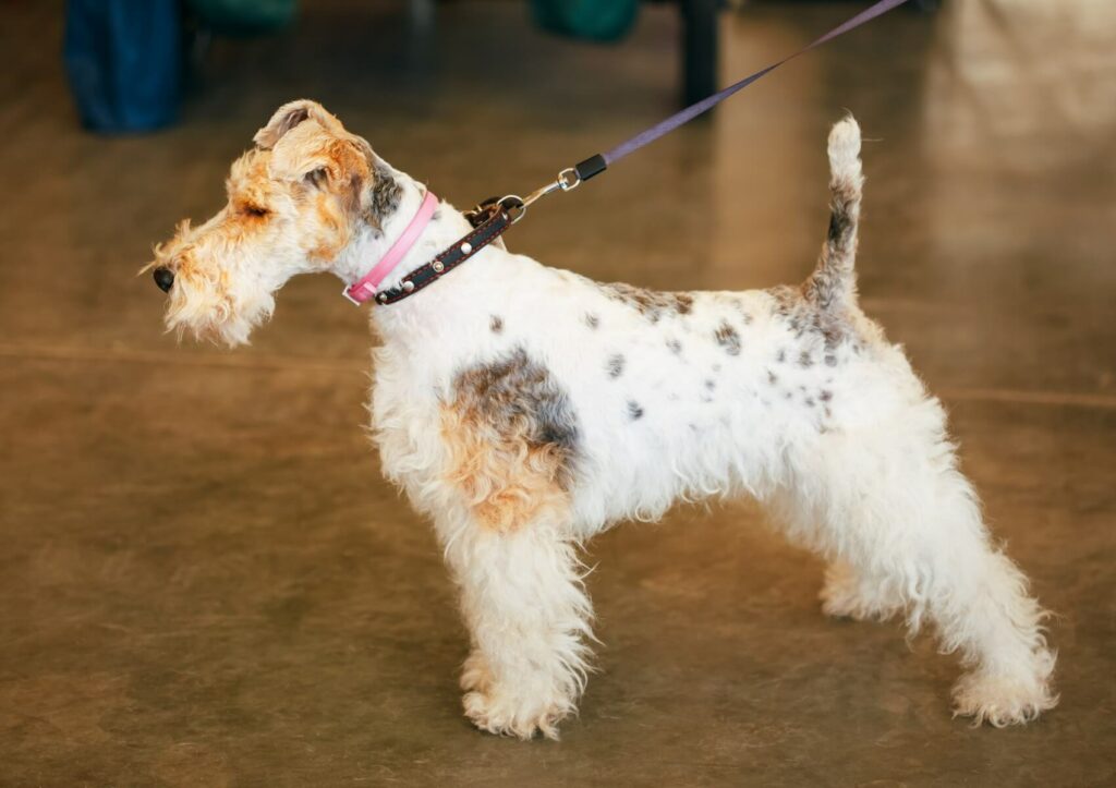 toy-fox-terrier