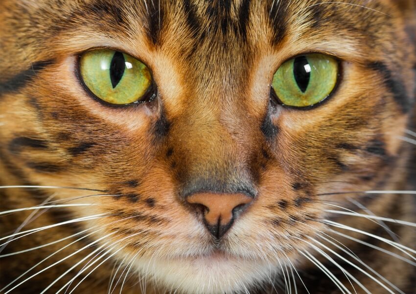 Gatto-Toyger-caratteristiche-e-gestione