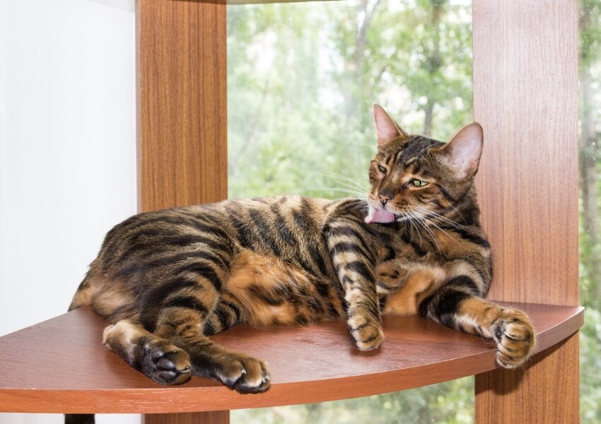 Gatto-Toyger-caratteristiche-e-gestione