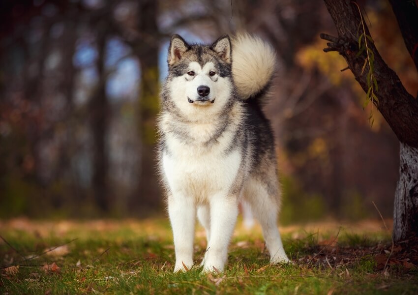 alaskan-malamute