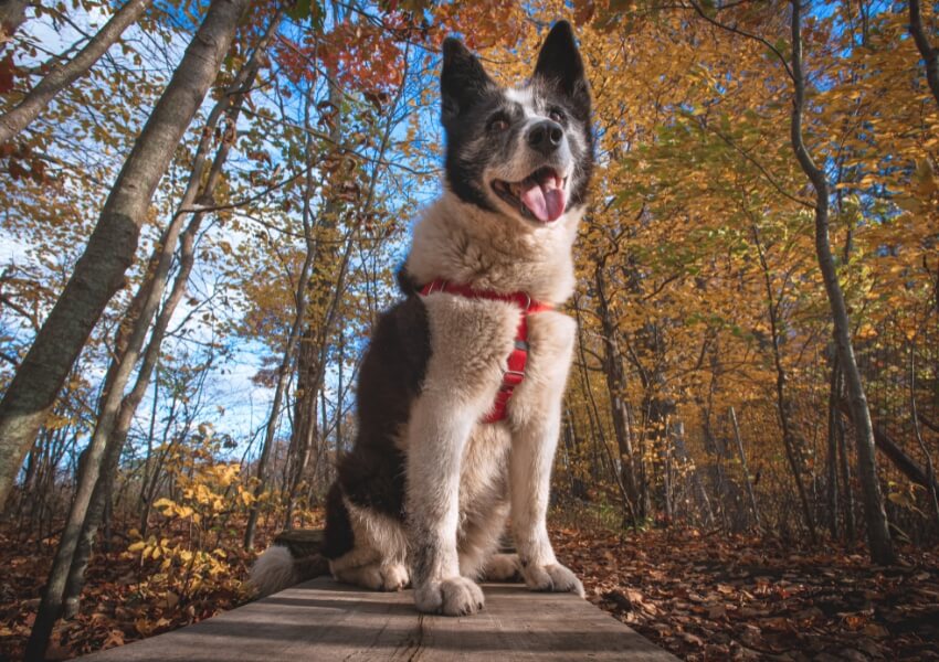cane da-orso-della-carelia
